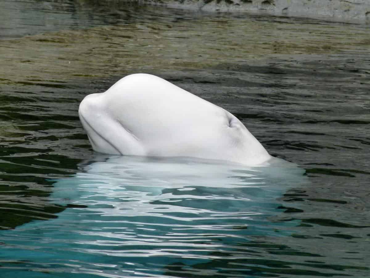 rare Beluga whales live in the far North of Greenland rare Beluga whales live in the far North of Greenland