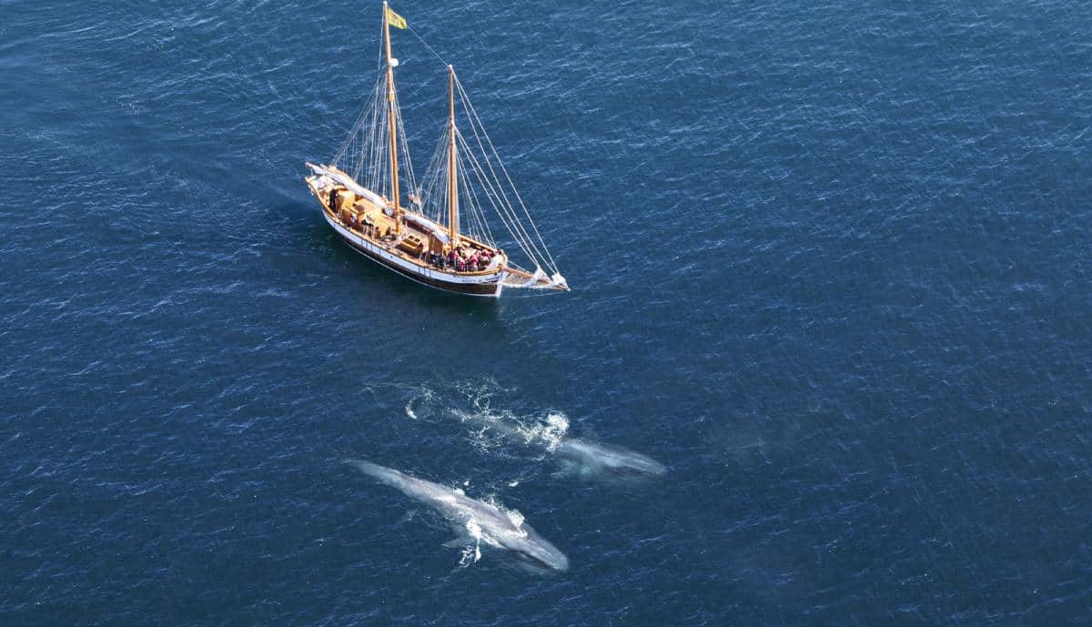 Blue whales alongside Icelandic schooner Hildur. Photo from North Sailing Blue whales alongside Icelandic schooner Hildur. Photo from North Sailing