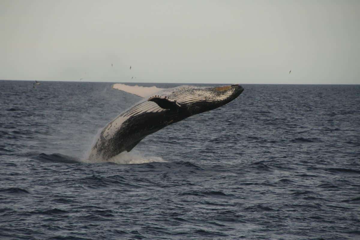 Humpback whale doing a backflip. Photo Debbie Purser Humpback whale doing a backflip. Photo Debbie Purser