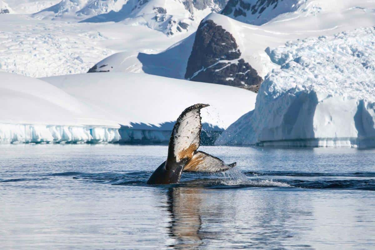 Humpback amongst the ice. Photo Jordi Plana Humpback amongst the ice. Photo Jordi Plana