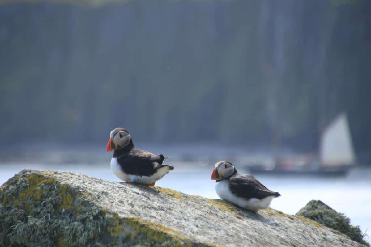 Puffins on the Shiant Islands in NW Scotland Puffins on the Shiant Islands in NW Scotland