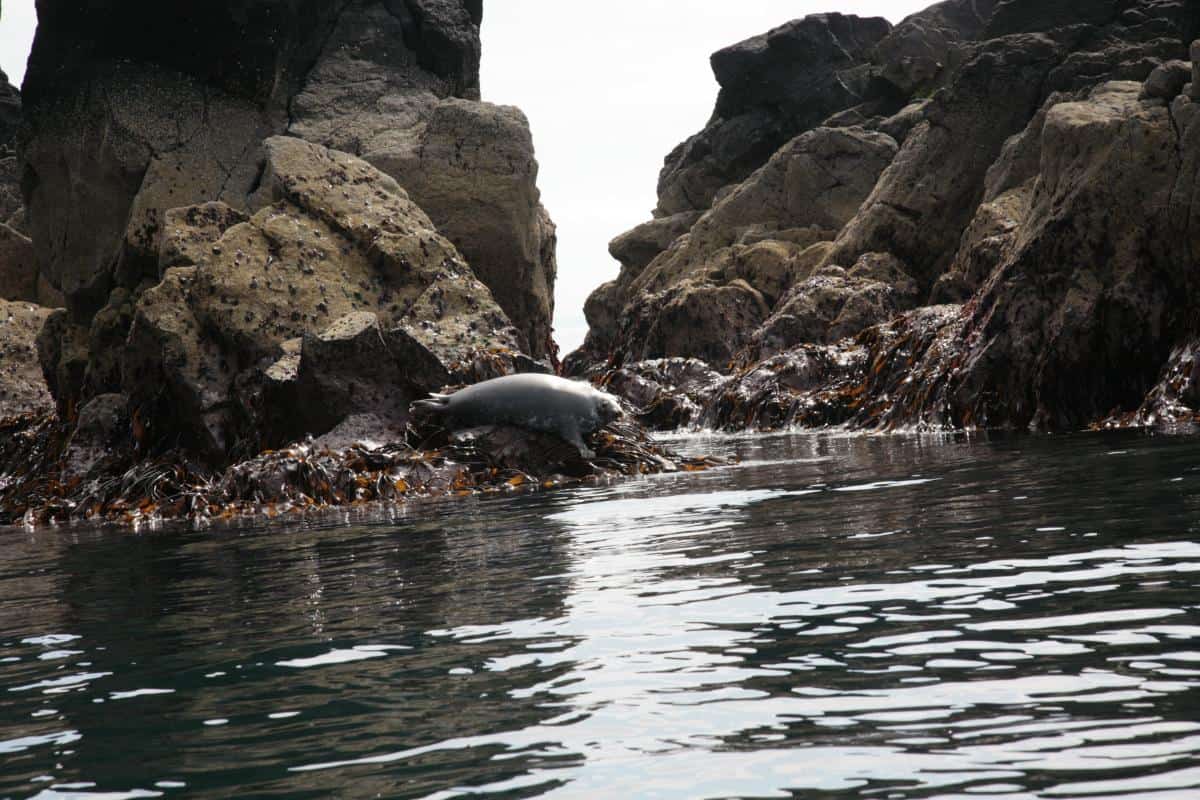 Photo by Gordon Hudson - seals on St Kilda Photo by Gordon Hudson - seals on St Kilda