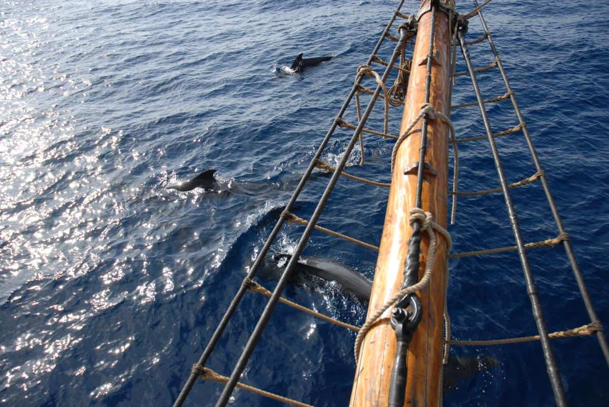 Photo by Volker Pilot Whales by Volker