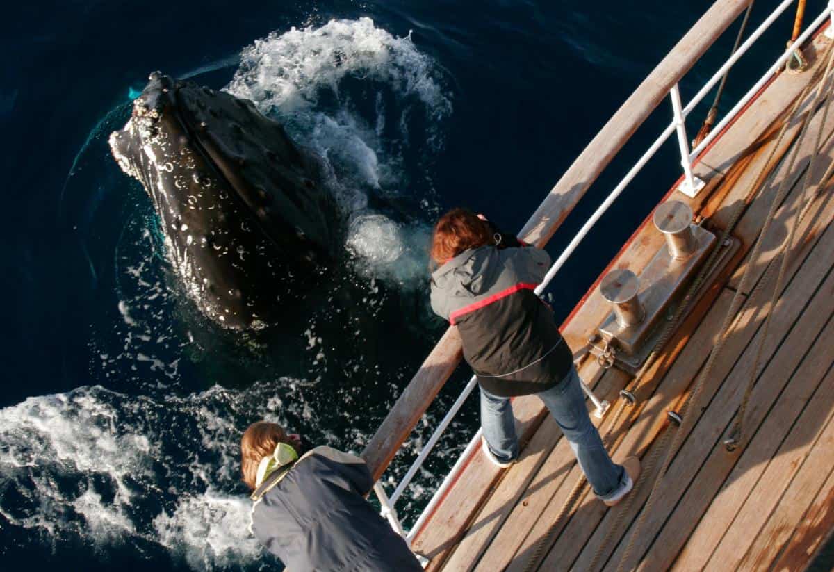 A Humpback comes to say hello on Europa. Photo by Roland Gockel A Humpback comes to say hello on Europa. Photo by Roland Gockel