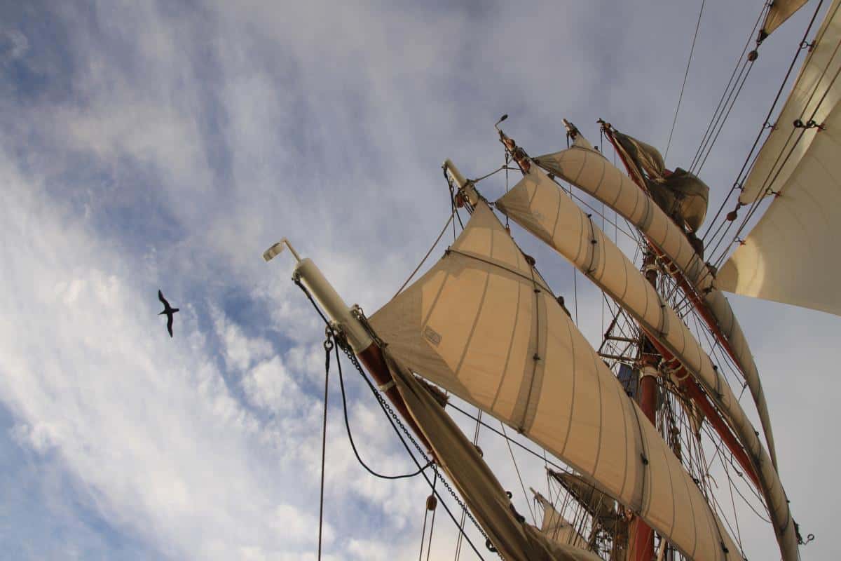 Albatross in the Drakes Passage. Photo by Debbie Purser Albatross in the Drakes Passage. Photo by Debbie Purser
