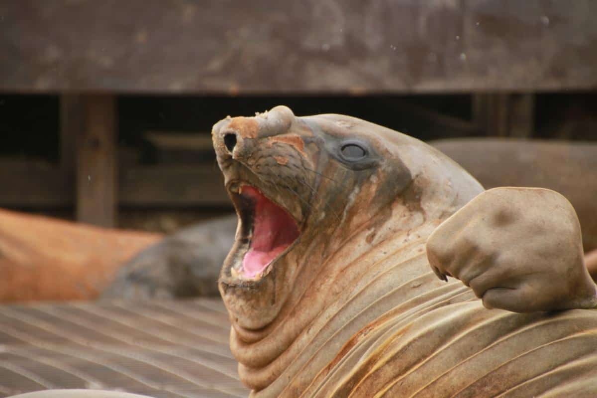Elephant Seal not at all bothered by living outside a BAS scientific base on South Orkney Elephant Seal not at all bothered by living outside a BAS scientific base on South Orkney