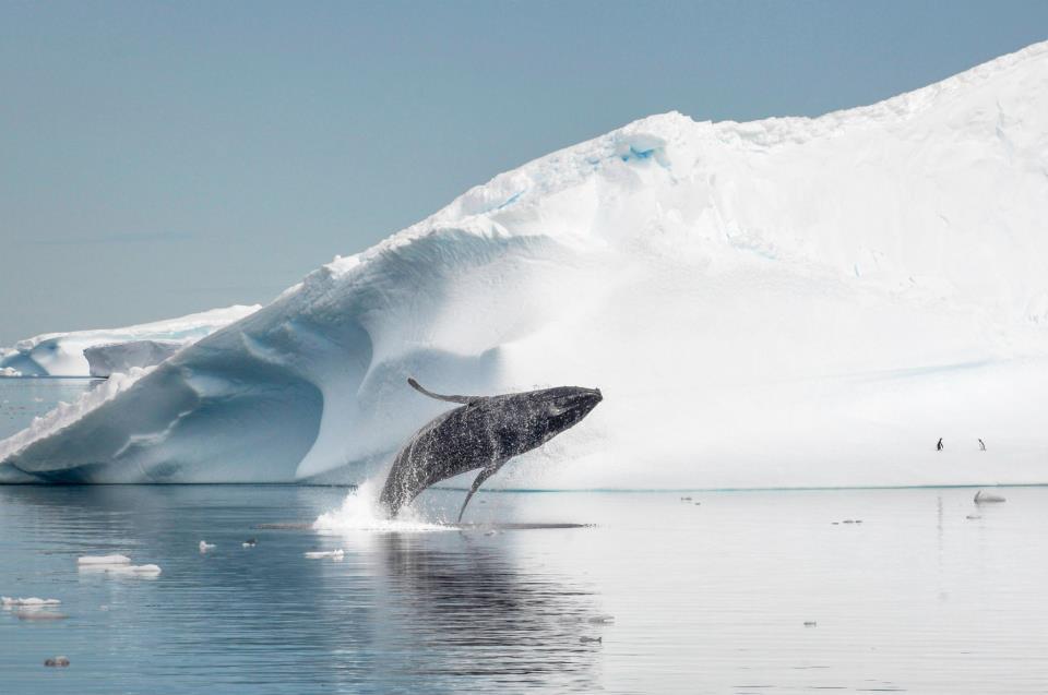 Humpback whale leaping in Antarctica. Photo by Jordi Plana. Humpback whale leaping in Antarctica. Photo by Jordi Plana.