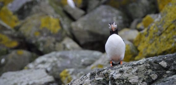 scottish wildlife cruise on leader
