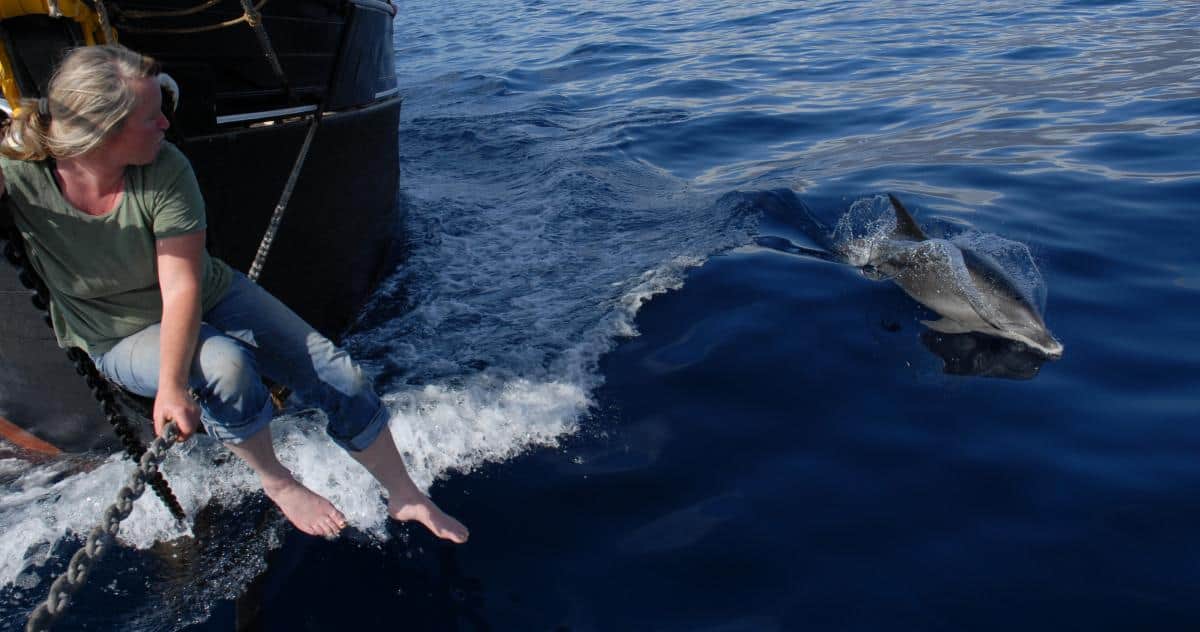 Dolphins love traditional sailing ships. Photo by Volker Dolphins love traditional sailing ships. Photo by Volker