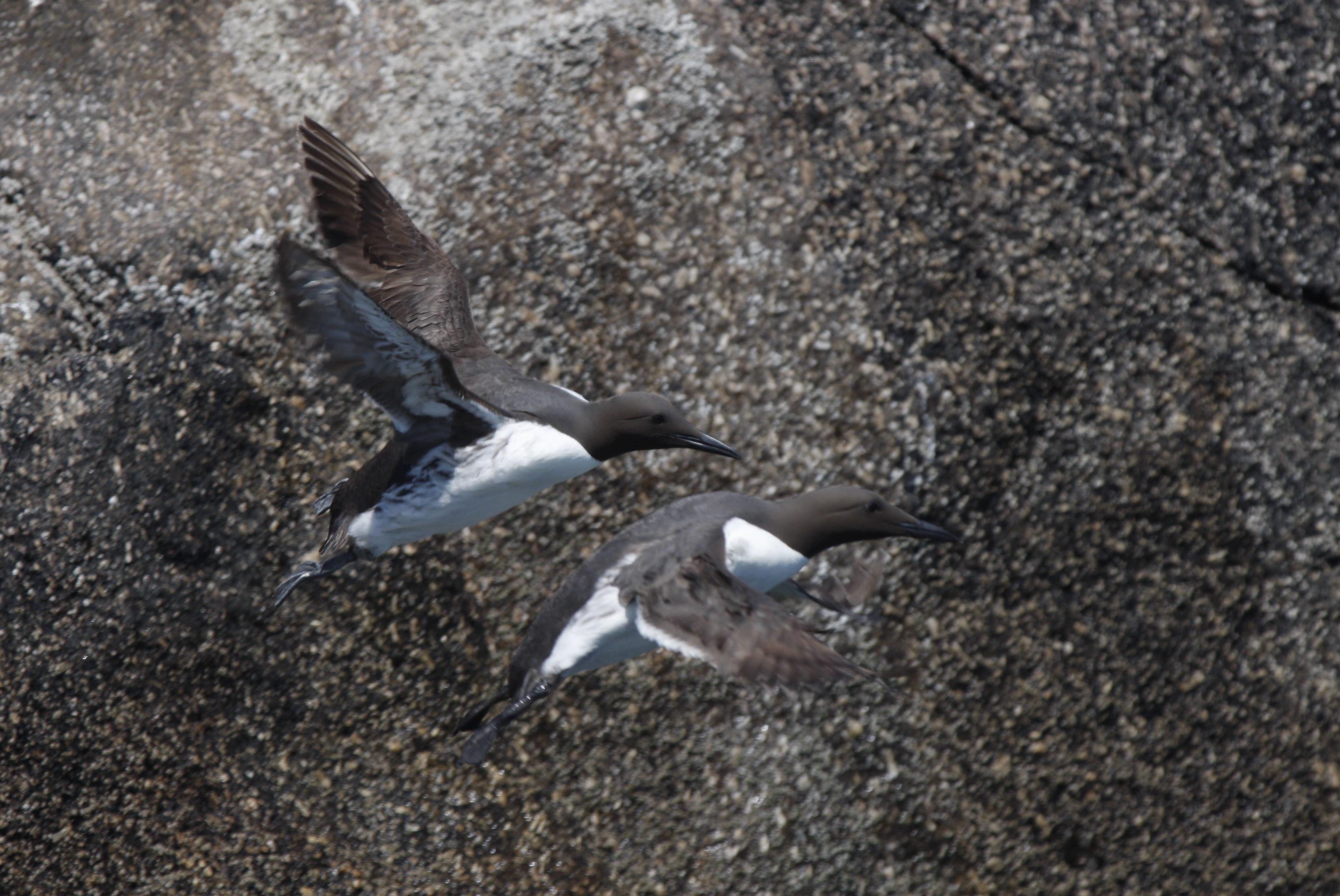 Guillimots in Scilly by Will Wagstaff Guillimots in Scilly by Will Wagstaff