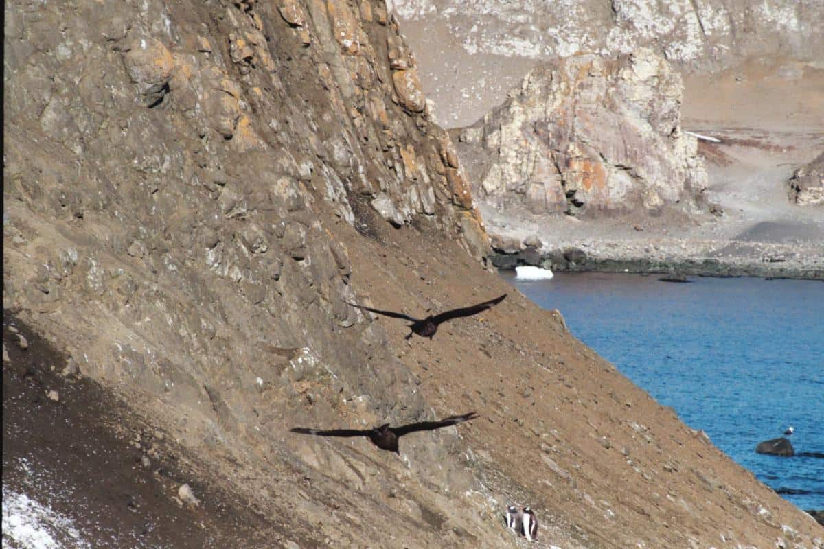 skua cruising for eggs in South Shetland Penguin colonies skua cruising for eggs in South Shetland Penguin colonies