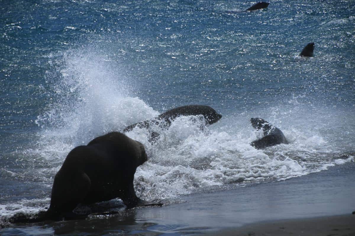 sex wars. males fighting over female seal sex wars. males fighting over female seal