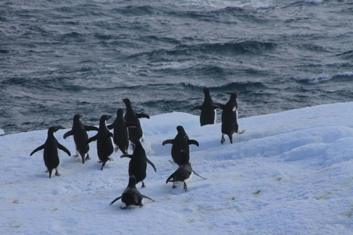 Adelie Penguins making a run for it as a tall ship comes through at 6 knots Adelie Penguins making a run for it as a tall ship comes through at 6 knots.