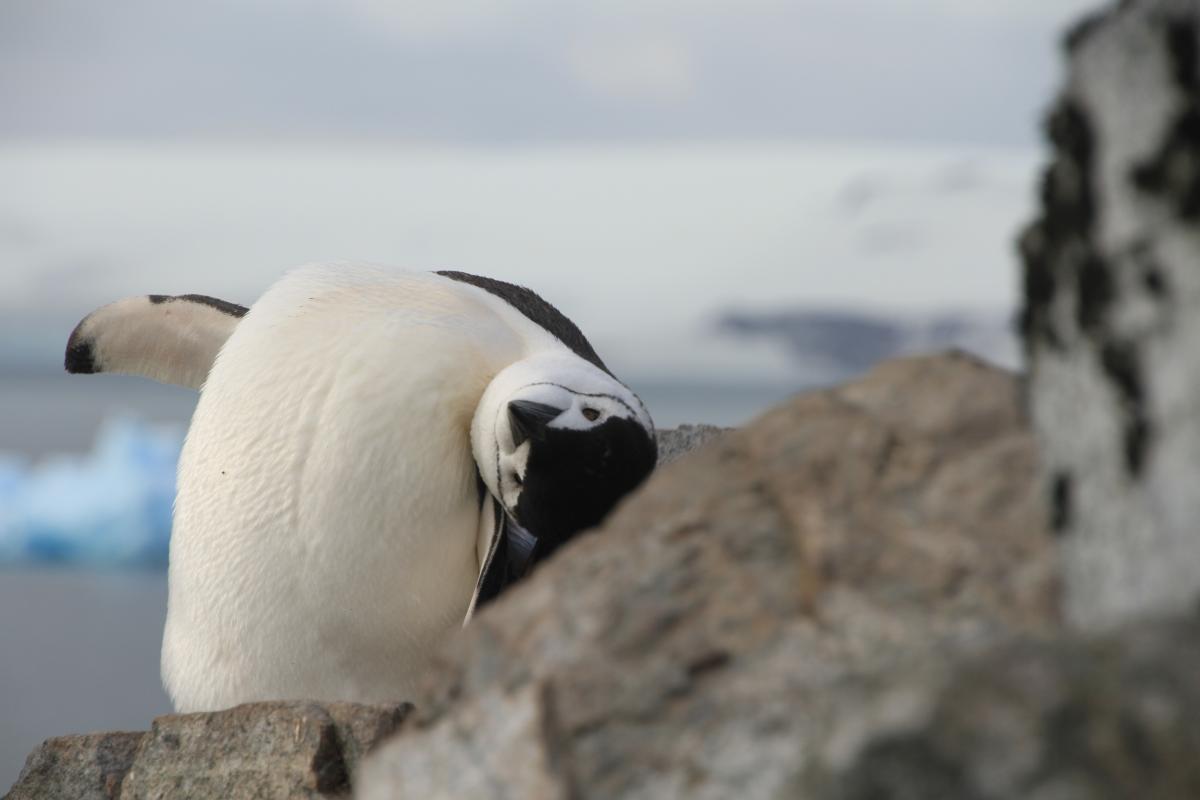 Chinstrap Penguins in South Shetland Chinstrap Penguins in South Shetland