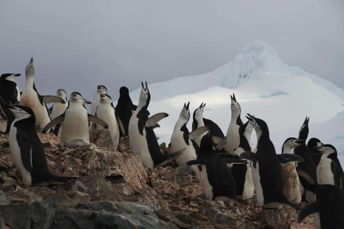 Chinstrap Penguins in South Shetland Chinstrap Penguins in South Shetland