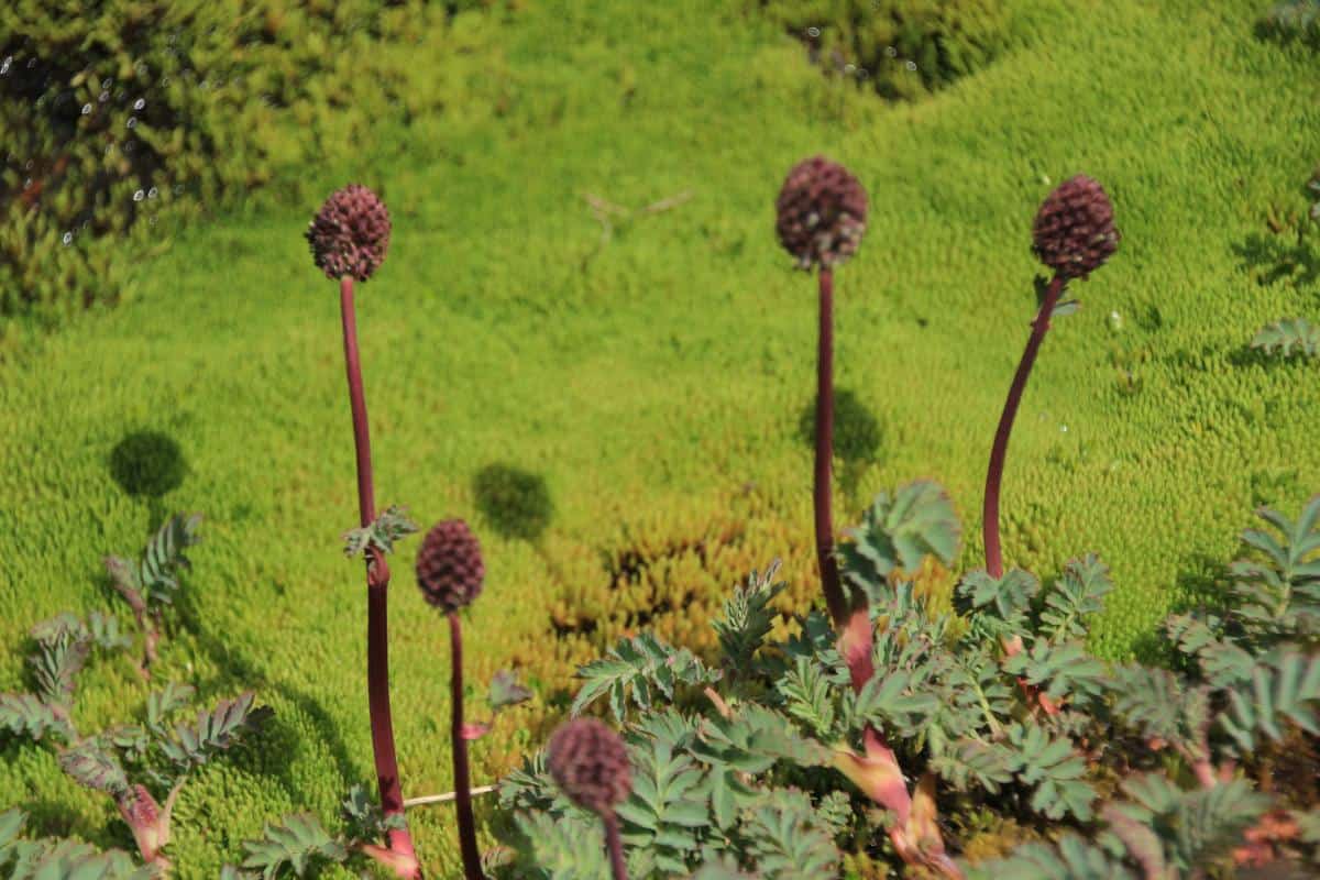 plants on South Georgia plants on South Georgia