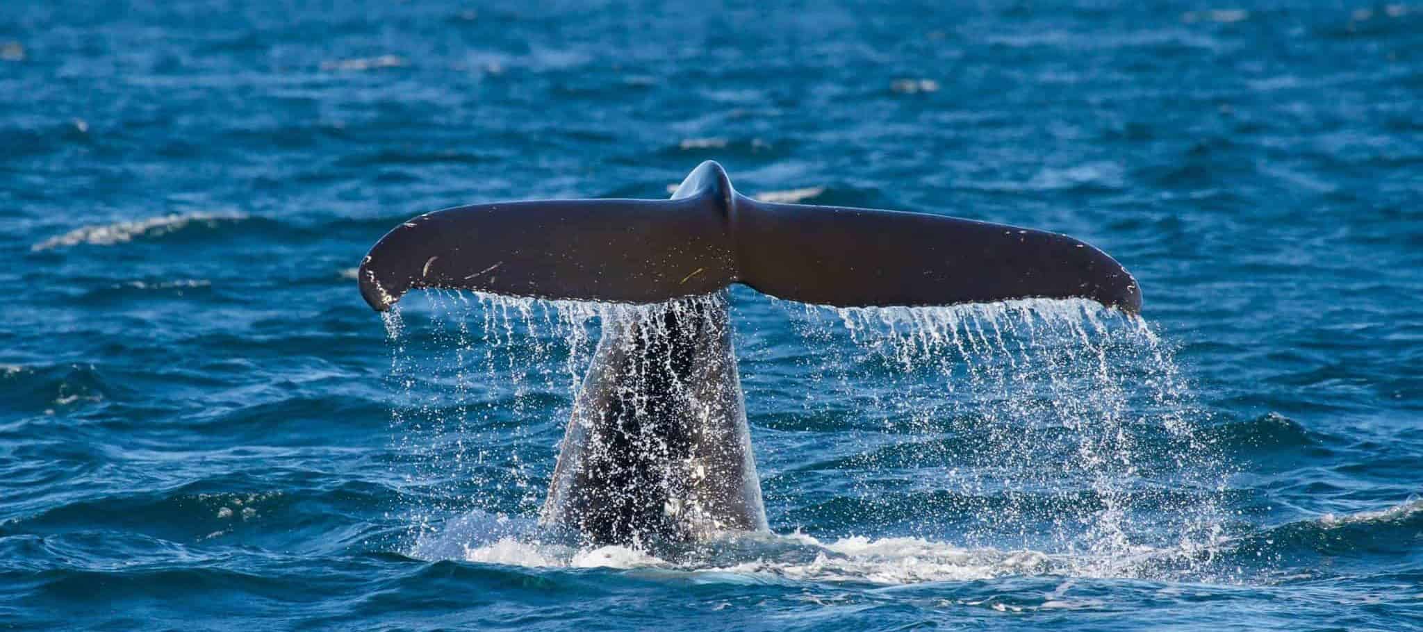 whale spotting