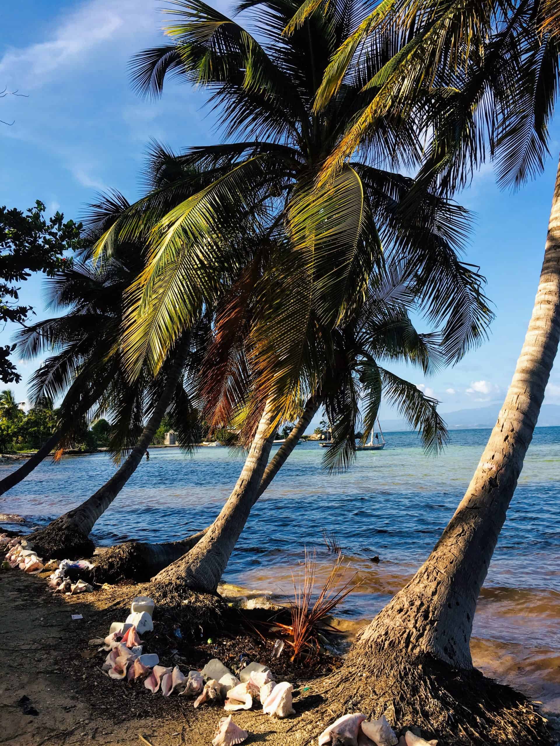 Tropical beaches and palm trees - The Caribbean on a Tall Ship Sailing Morgenster with Classic Sailing