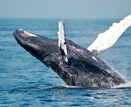Humpback Wahle