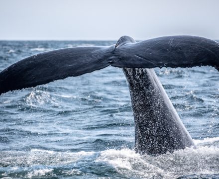 Whale Watching with Classic Sailing