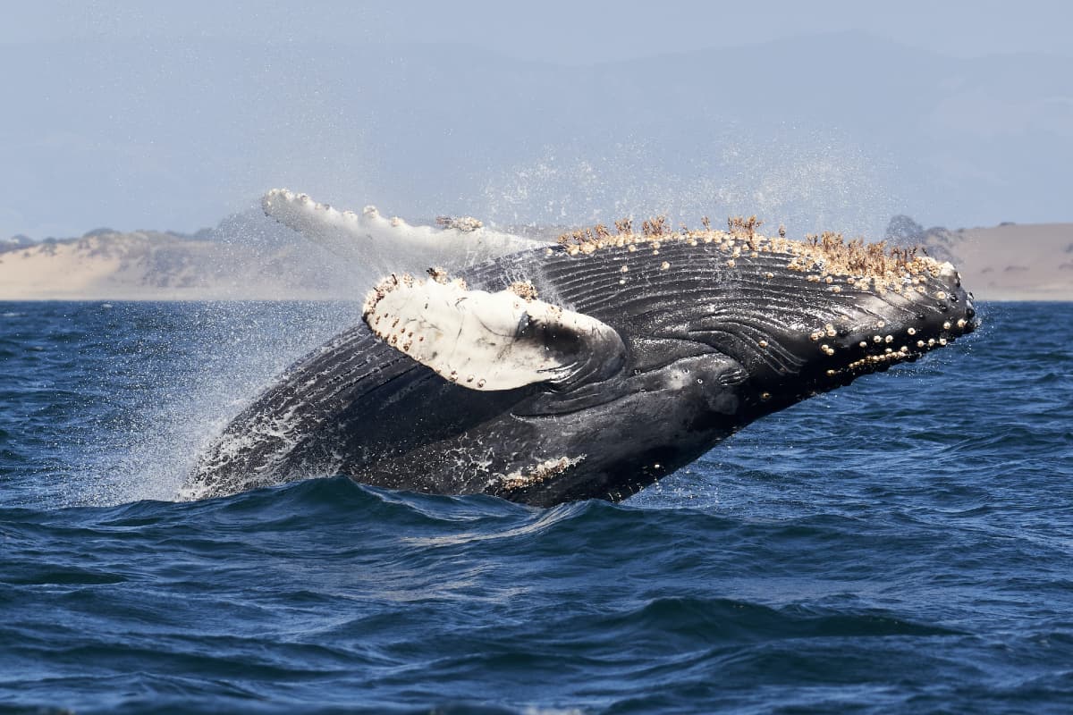 Whale Watching with Classic Sailing
