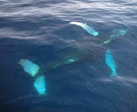 Humpback Whale
