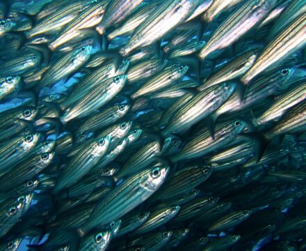 Fish in the sea