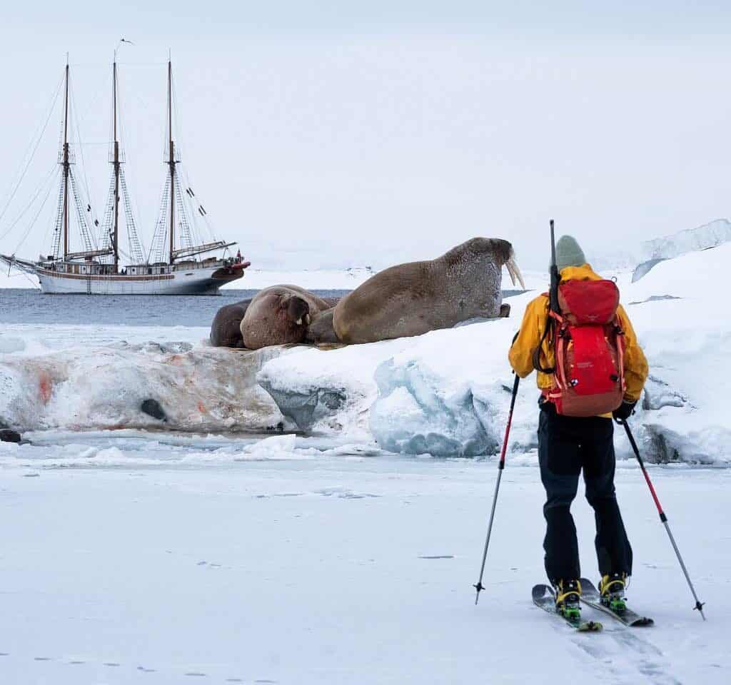 Linden on a sailing and scientific expedition in Svalbard. Linden anchored in the background, with a skier approaching walrus in the foreground. Join Linden through Classic Sailing