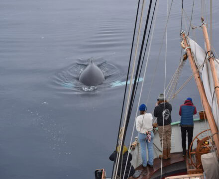 Humpback Whale seen from Tecla