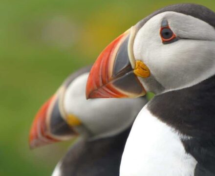 Watch for Puffins on Provident