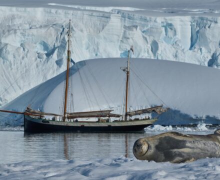 Tecla in Antarctica