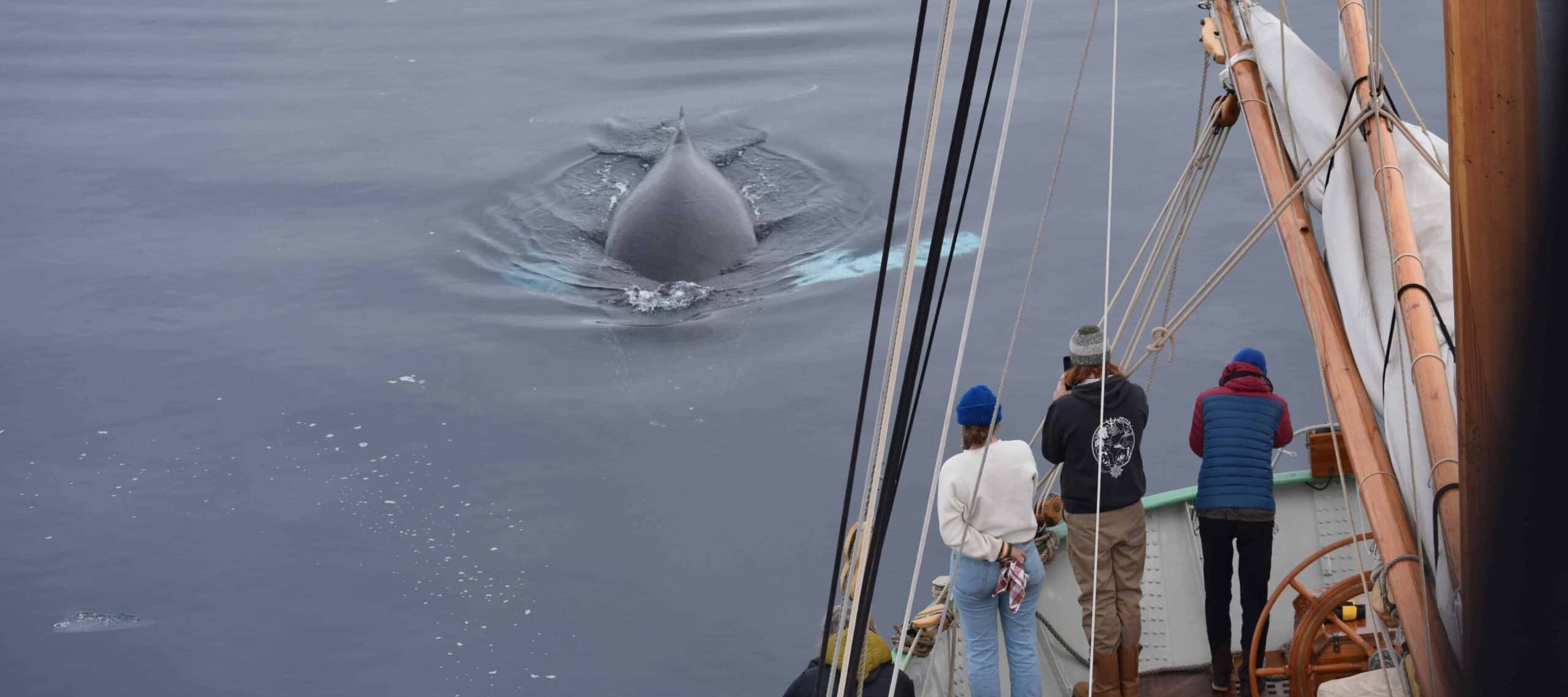 climbing up the over hanging futtock shrouds Humpback Whale seen from Tecla